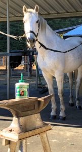 Horse beside SOUND Hoof Conditioner